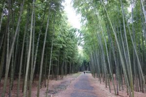 Four Seasons Bamboo Forest