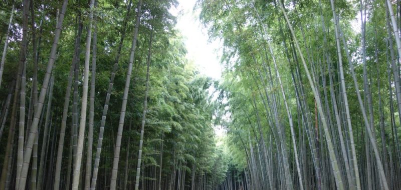 Tag 4: Ōyaji​ & Four Seasons Bamboo Forest