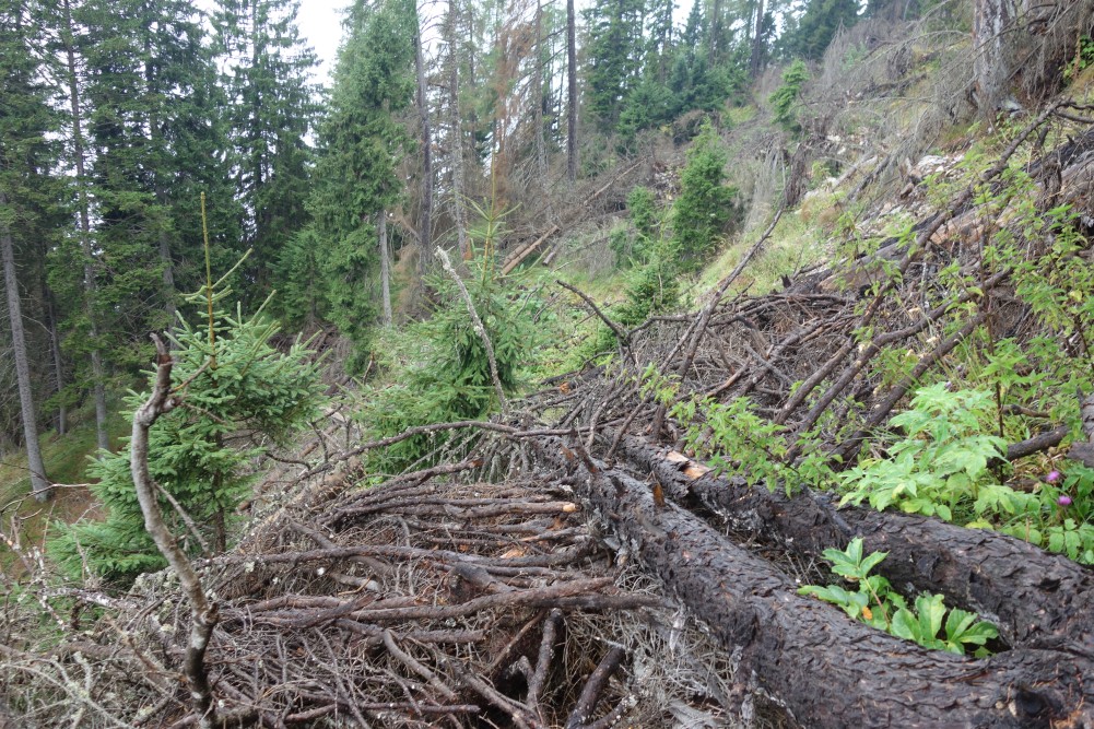 Kletteraktionen über umgestürzte Bäume. Der Weg liegt direkt vor mir!